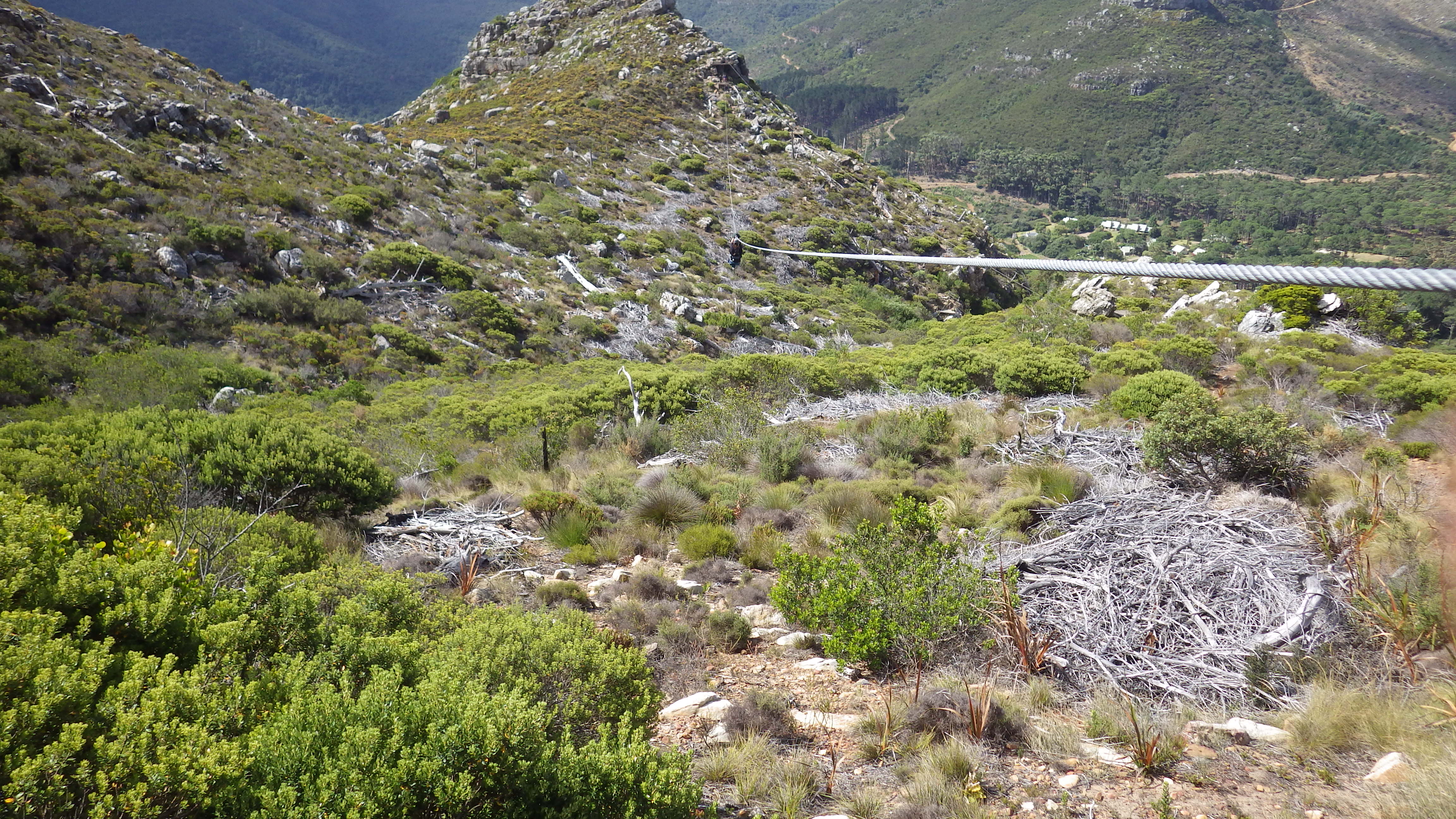 Cape Town Zipline · SA Forest Adventures 